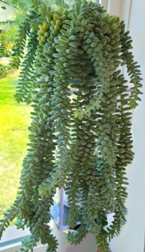 Sedum morganianum – Burro's Tail