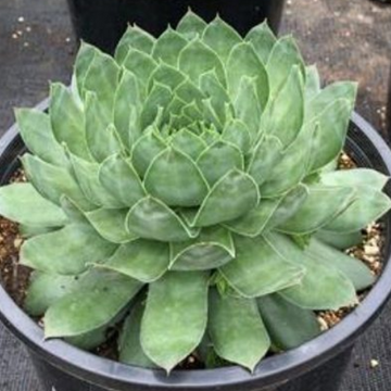 Sempervivum 'SuperSemps Emerald' – Hens and Chicks