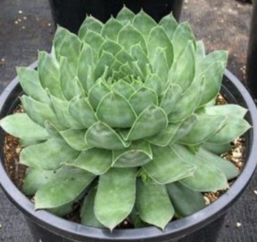 Sempervivum 'SuperSemps Emerald' – Hens and Chicks