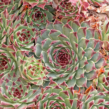 Sempervivum 'Chick Charms Mint Marvel' – Hens and Chicks