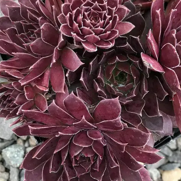 Sempervivum 'Chick Charms Chocolate Kiss' – Hens and Chicks