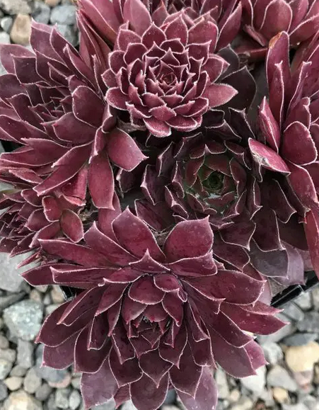 Sempervivum 'Chick Charms Chocolate Kiss' – Hens and Chicks