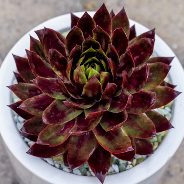Sempervivum 'SuperSemps Fire Quartz' – Hens and Chicks