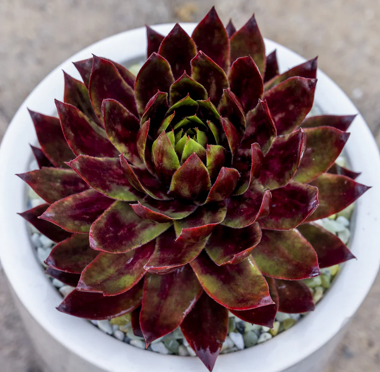 Sempervivum 'SuperSemps Fire Quartz' – Hens and Chicks