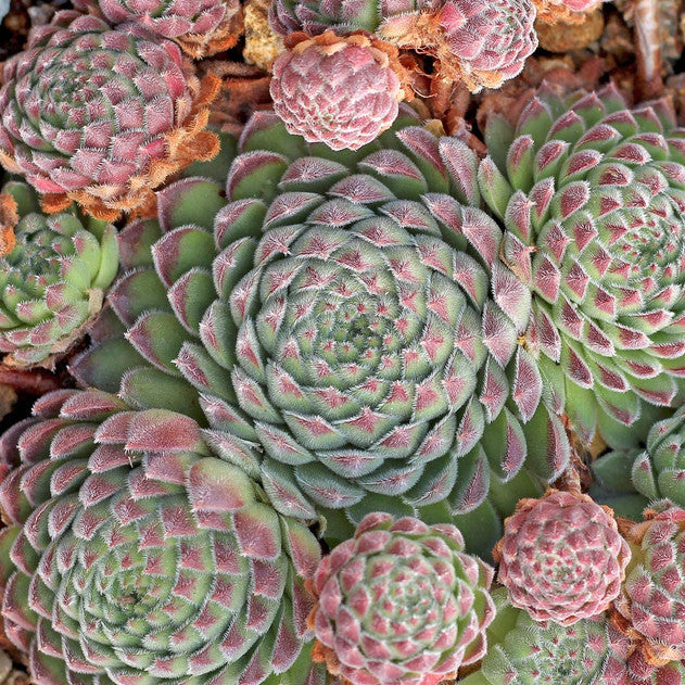 Sempervivum 'Chick Charms Sugar Shimmer' – Hens and Chicks