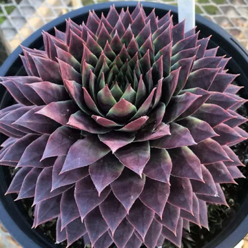 Sempervivum 'SuperSemps Ruby' – Hens and Chicks