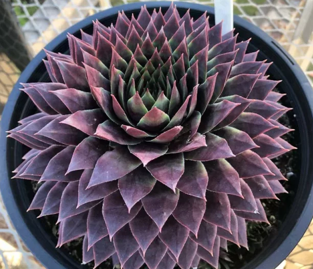 Sempervivum 'SuperSemps Ruby' – Hens and Chicks