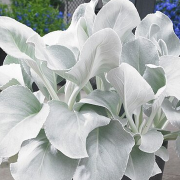 Senecio candicans 'Angel Wings' – Senecio