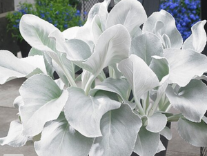Senecio candicans 'Angel Wings' – Senecio