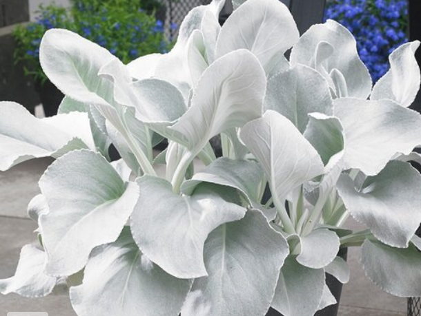 Senecio candicans 'Angel Wings' – Senecio