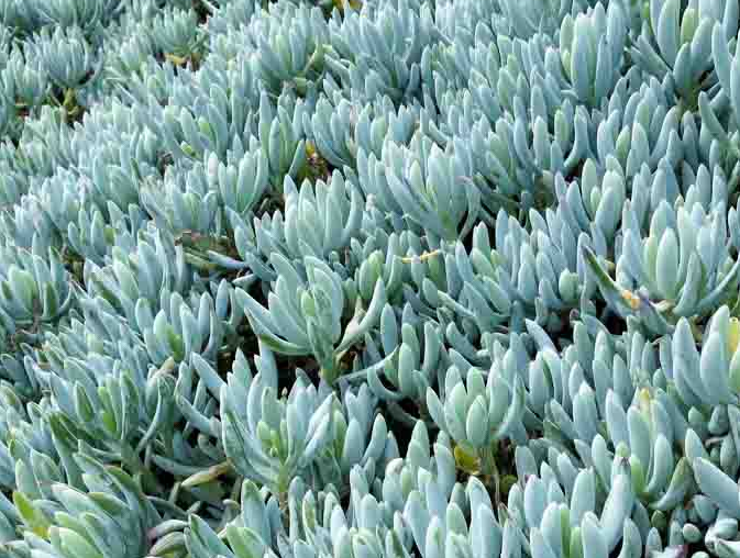 Senecio serpens – Blue Chalksticks