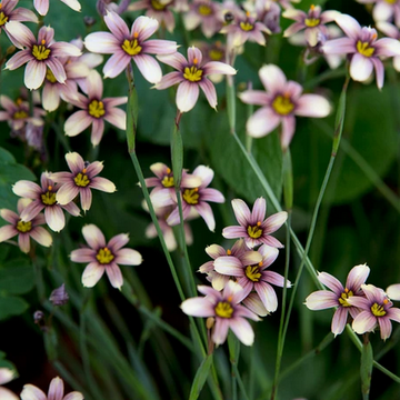 Sisyrinchium 'Quaint & Queer' – Blue-Eyed Grass
