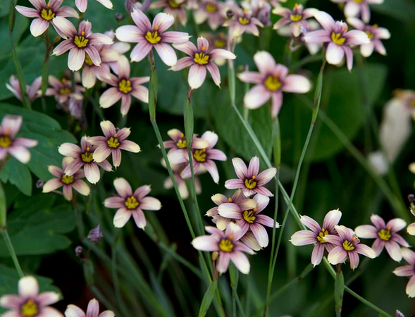 Sisyrinchium 'Quaint & Queer' – Blue-Eyed Grass