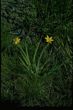 Sisyrinchium californicum – Yellow-Eyed Grass