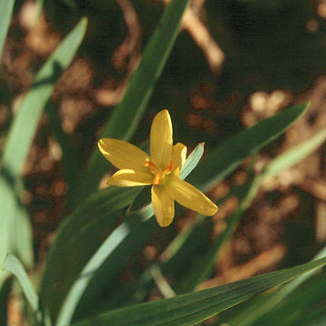 Sisyrinchium californicum – Yellow-Eyed Grass