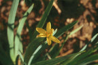 Sisyrinchium californicum – Yellow-Eyed Grass