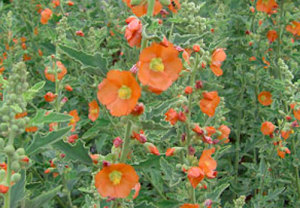 Sphaeralcea incana – Globe Mallow
