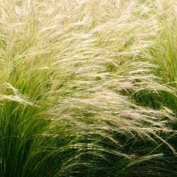 NASSELLA tenuissima (syn. STIPA tenuissima) (Available Now)