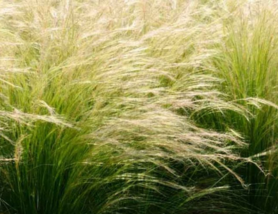 Nassella tenuissima – Mexican Feather Grass