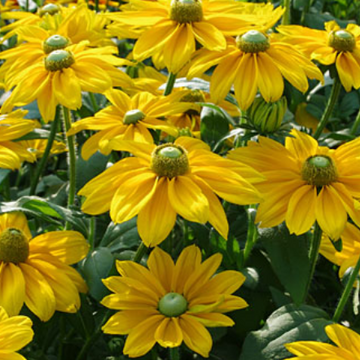 Rudbeckia 'Sunbeckia Emma' – Black-Eyed Susan