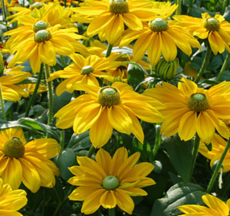 Rudbeckia 'Sunbeckia Emma' – Black-Eyed Susan