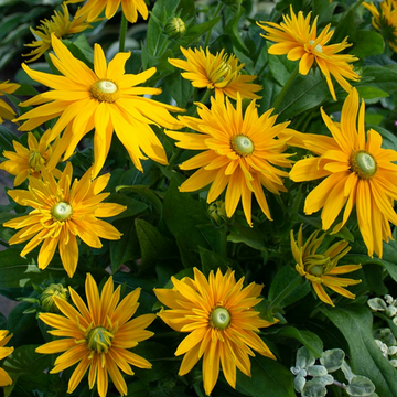 Rudbeckia 'Sunbeckia Laura' – Black-Eyed Susan