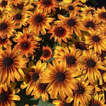 Rudbeckia 'Sunbeckia Sarah' – Black-Eyed Susan