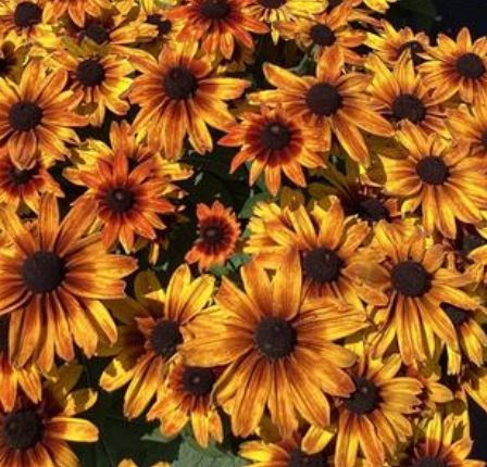 Rudbeckia 'Sunbeckia Sarah' – Black-Eyed Susan