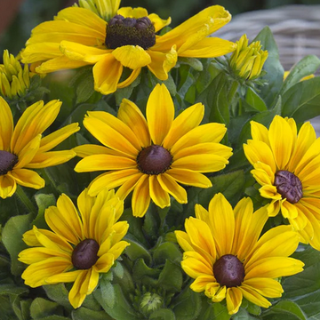 Rudbeckia 'Sunbeckia Maya' – Black-Eyed Susan