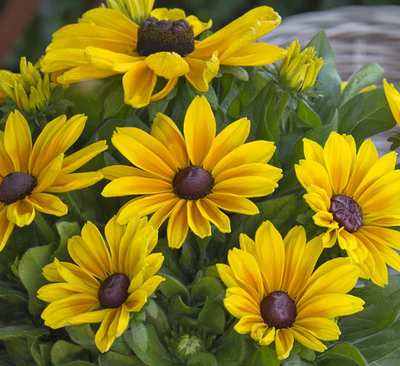 Rudbeckia 'Sunbeckia Maya' – Black-Eyed Susan