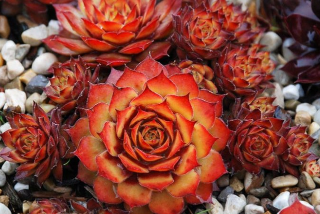 Sempervivum 'Chick Charms Gold Nugget' – Hens and Chicks