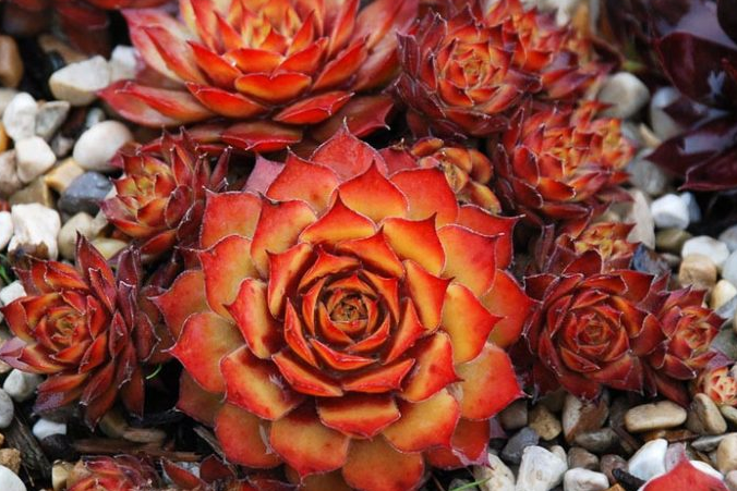 Sempervivum 'Chick Charms Gold Nugget' – Hens and Chicks