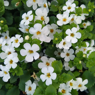 Sutera cordata 'Snowflake' – Bacopa