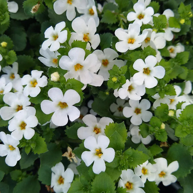 Bacopa 'Snowflake' – live annual