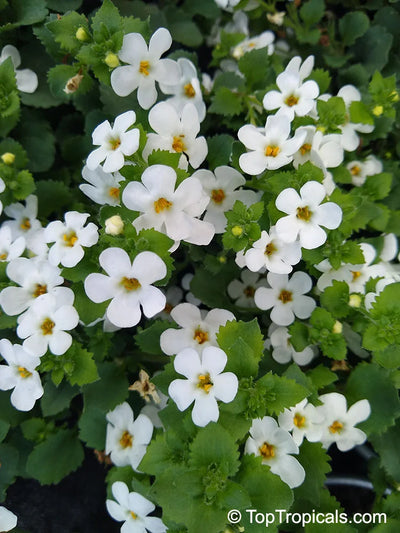 Bacopa 'Snowflake' – live annual