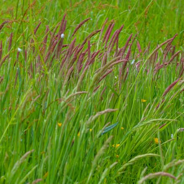Anthoxanthum odoratum – Sweet Vernal Grass