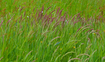 Anthoxanthum odoratum – Sweet Vernal Grass