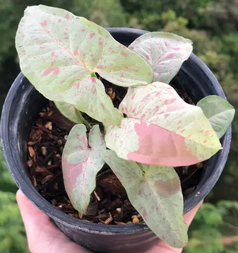 Syngonium podophyllum 'Milk Confetti' – Arrowhead Vine