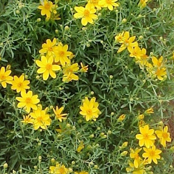 Tagetes lemmonii 'Compacta' – Copper Canyon Daisy