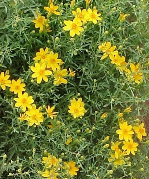 Tagetes lemmonii 'Compacta' – Copper Canyon Daisy