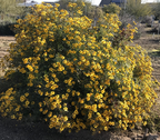 Tagetes lemmonii 'Compacta' – Copper Canyon Daisy