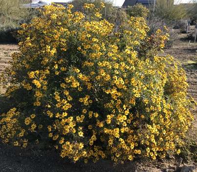 Tagetes lemmonii 'Compacta' – Copper Canyon Daisy