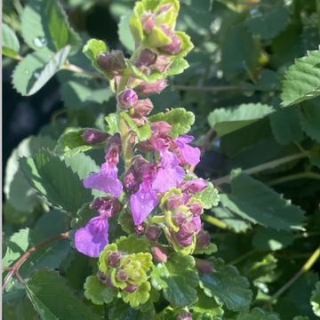 Teucrium chamaedrys 'Summer Sunshine' – Wall Germander