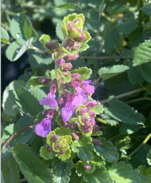 Teucrium chamaedrys 'Summer Sunshine' – Wall Germander