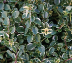 Thymus pulegioides 'Foxley' – Thyme
