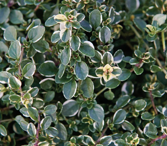 Thymus pulegioides 'Foxley' – Thyme