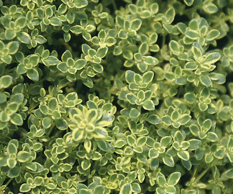 Thymus praecox 'Highland Cream' – Creeping Thyme