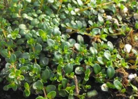Thymus praecox 'Nutmeg' – Nutmeg Thyme