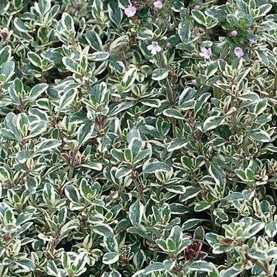Thymus vulgaris 'Argenteus' – Silver Thyme