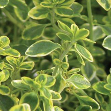 Thymus x citriodorus 'Aureus' – Golden Lemon Thyme